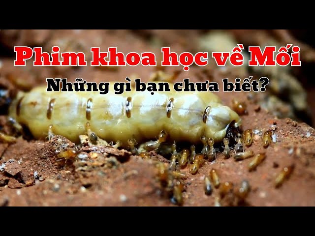 Con Mối Gây Hại Ra Sao? Vai Trò Mối Chúa, Mối Lính Và Mối Thợ Trong Tổ Mối