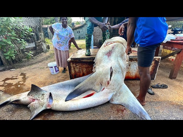 Amazing Skill Collection of Huge Fish Cutting in Street Fish Market