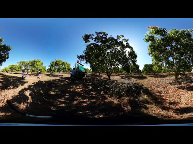 Mango Season 2018 | Selective Picking 360 video