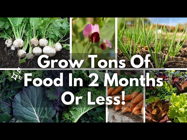 Fast Growing Vegetables You Can Grow in 2 Months or Less!