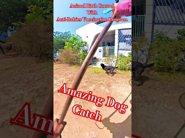 Kurchi Madathapetti Dog Catch 💕 #dogwithpublicsafety #ytshortsindia #ytviral #shorts #dog #pets