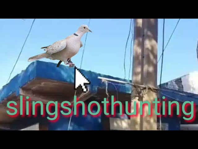 slingshot hunting wild birds