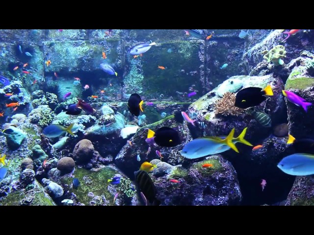 3 HOURS of Beautiful Coral Reef Fish   Relaxing Ocean Fish   Aquarium Fish Tank HD   Relax Music