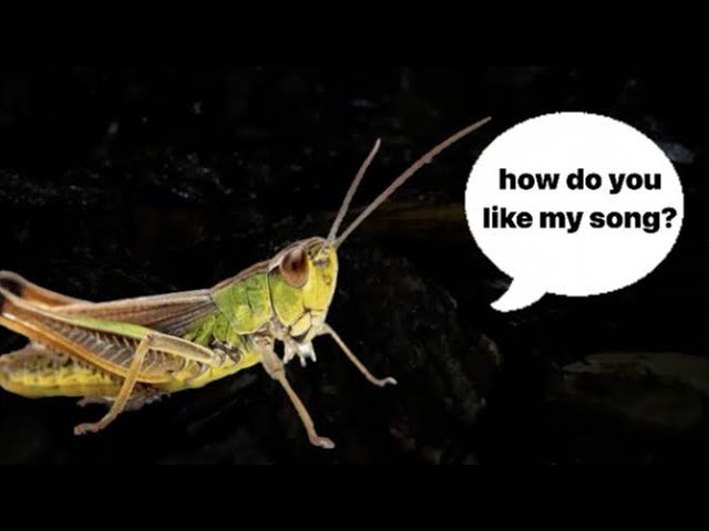 Midnight rain with crickets | relax | fall asleep fast | ASMR | relaxing crickets | fast sleep |