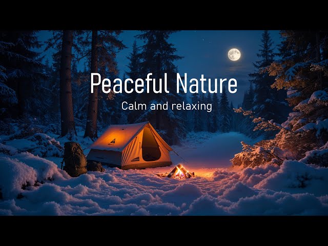 Relaxing Video for Stress Relief, Study, Calm | Forest Sound