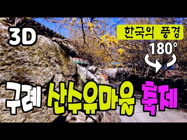 🔴 180° 3D VR 구례 산수유마을 - Gurye Asiatic Cornelian Cherry Village in Korea, Videos 3D (Clova Dubbing)