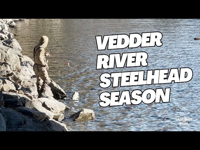 Steelhead Fishing Season in Full Swing! Vedder River Action 2025