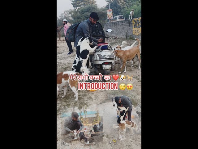 सभी बच्चों का introduction 😍❤️🐶🐕|#feed