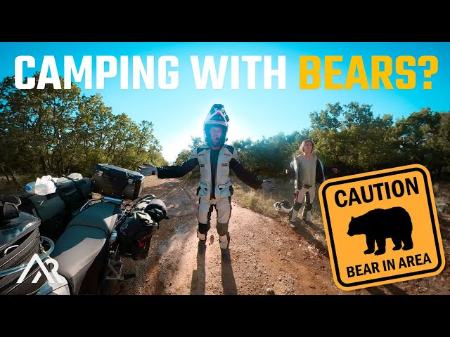 We camped in the BEAR region of GREECE (next to a honey farm... bad idea?!)