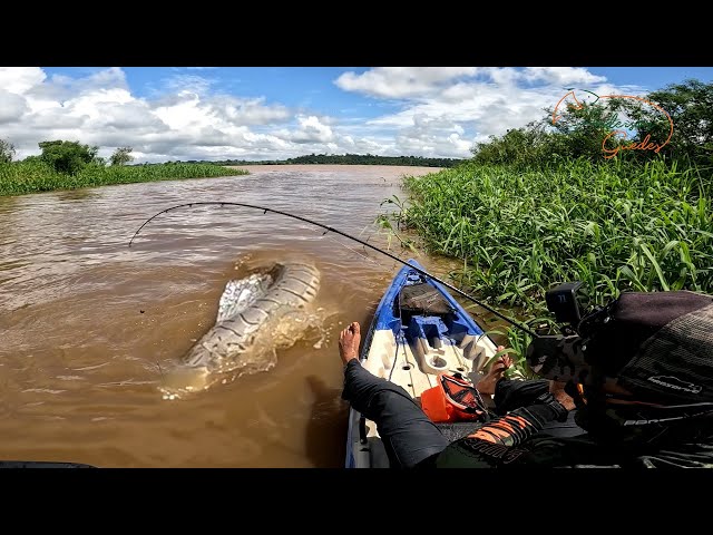 NEITHER WATCHING PEOPLE BELIEVE, ON THE LIVE BAIT THEY CATCHED UNDER THE PLANTS. Fishing