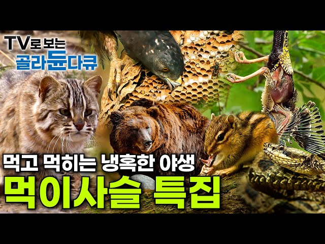 🐿️독사를 잡아먹는 다람쥐부터, 독사에게 잡아먹히는 새까지🦅 먹고 먹히는 자연의 경이로움 총망라┃EBS 명작 자연다큐 먹이사슬 특집┃#골라듄다큐