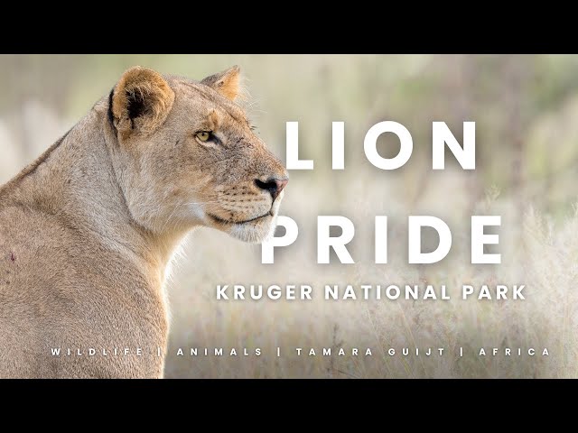 Lion pride - Kruger National Park - South-Africa 4K