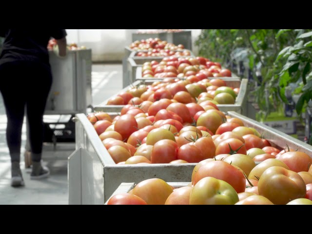 AGA - Use of carbon dioxide in greenhouses