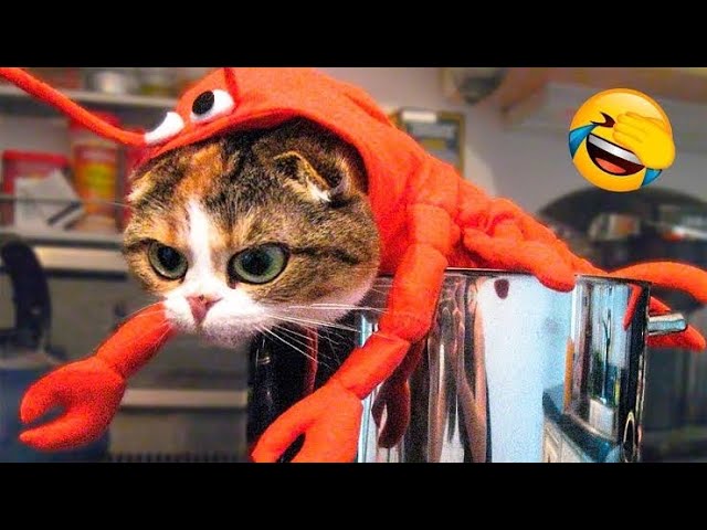 New Funny Animals 2024😍😁 Funniest Cats and Dogs Videos😹🦮 Part 3