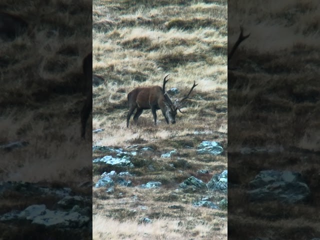 Wildlife nella Val di Rabbi Remota