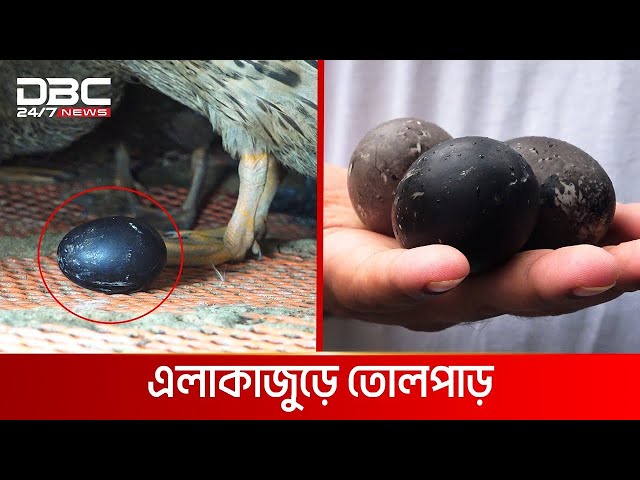 কালো ডিম দিচ্ছে হাঁস   DBC NEWS Special