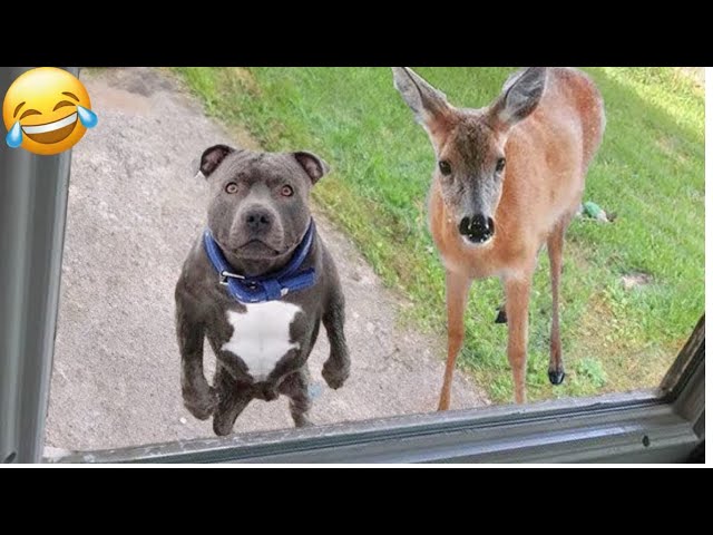 😻 New Funny Cats And Dogs Videos 2024 😆 Best Funniest Animal Videos 🤣 PART 27