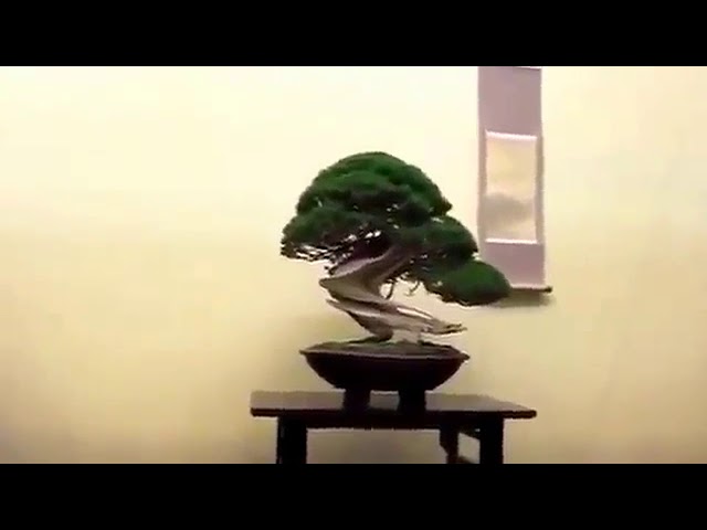 Japanese Exhibit of Bonsai's