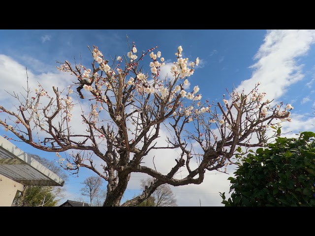 【RELAXATION/MEDITATION/HEALING】Early Spring Japanese Garden | Japanese Plum with Natural Sounds ☆梅☆