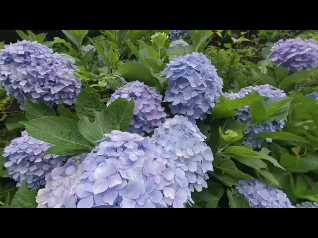 和歌山市・森林公園の紫陽花