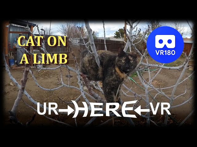 VR180 Cat on a Limb