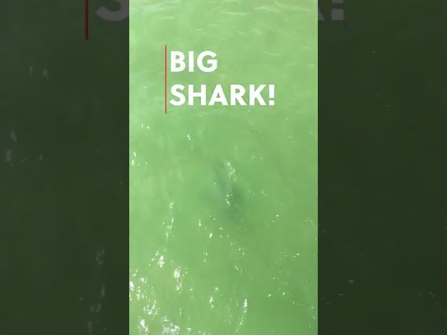 Big SHARK Breaks My Pole! #fish #shark