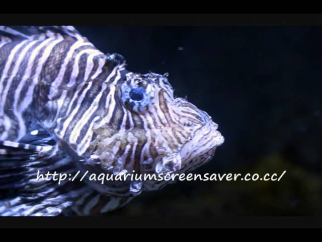 Aquarium Screensavers, still fun to have! Download yours free