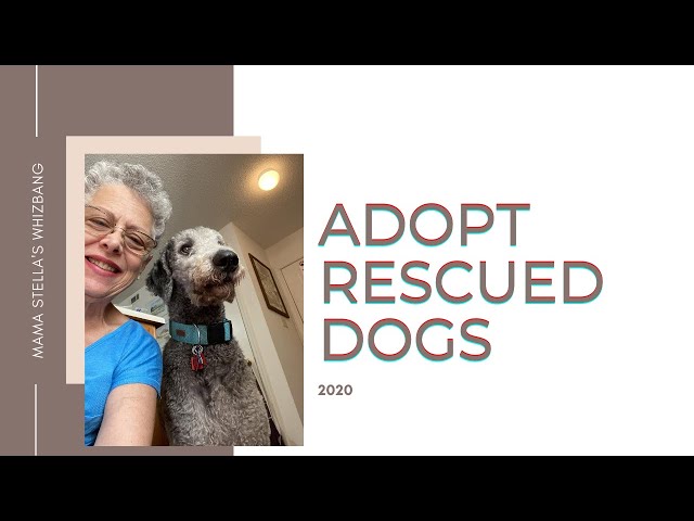 Adopt Rescued Dogs