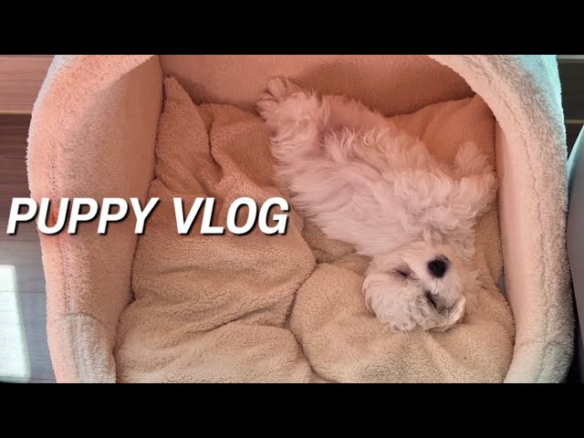 비숑프리제 입양 VLOG | 훈련 없이 빗질이 되네 | 3개월 새끼 강아지 브리더 분양 | 성장 과정 기록 | 개엄마의 일주일 일상 브이로그