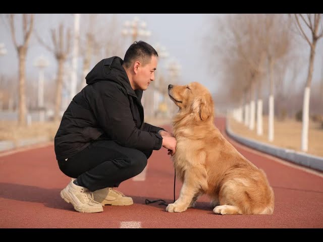 如何帮助狗狗在压力环境中保持平静与健康