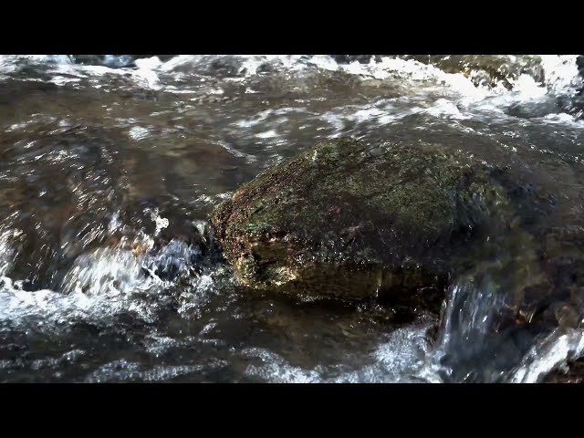 1 Hour Sleep Sounds: Babbling Brook, Ambient Nature Sounds for Insomnia, Meditation, and Yoga