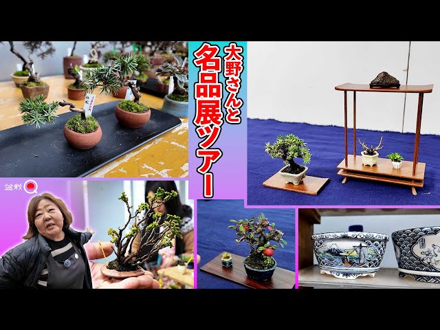 Shohin Bonsai Masterpiece Exhibition 2025 Shopping Tour [Bonsai Q]