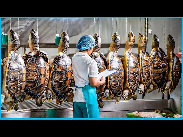 Turtles Farm - How Farmers Raise Millions of Soft-Shelled Turtles - Turtles Processing in Factory