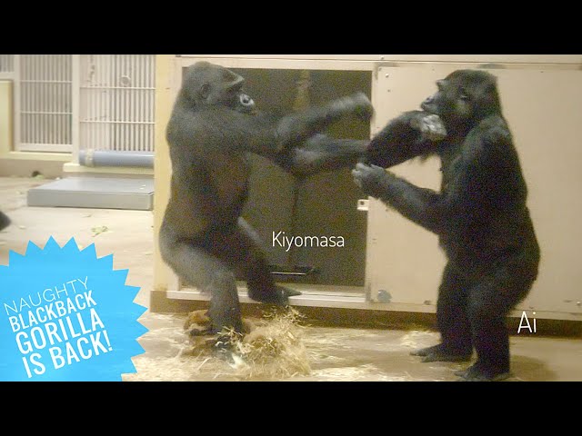 Young Male Gorilla Messing With Females | The Shabani Family