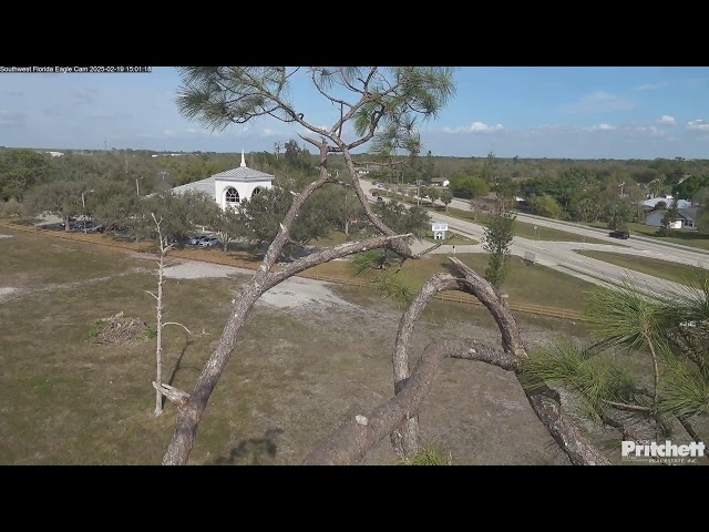 Southwest Florida Eagle Cam