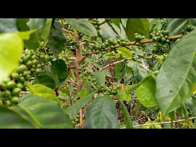 VLOG PART 4 KEBUN KOPI ARABIKA SITUBONDO