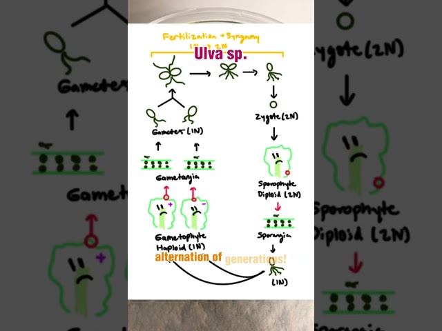 The Life Cycle of Green Algae