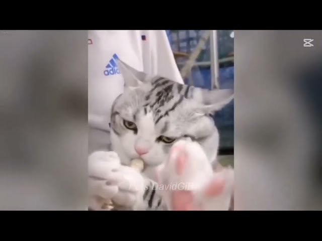 Funny cat clips 🤣😂,Cats are beautiful and very funny 🤣, #funny #funnycats #funnyvideo