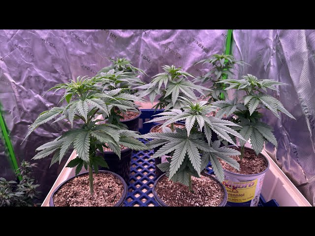 Medic grow fold 800u grow series update