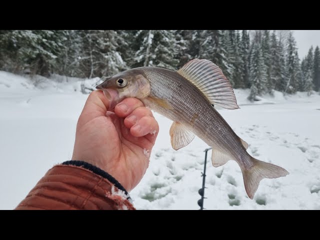 Pike fishing/Ловля щуки #pike #fishing #fish #icefishing #catchpike #winterpike #riverfish #щука #🐟