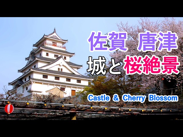 4K Castle and Cherry Blossoms - Karatsu Castle and Kagamiyama / Beautiful Scenery of Japan