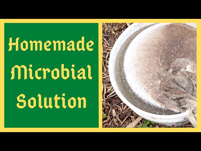 "The Secret of A Healthy Garden" - How To Make JADAM Microbial Solution aka JMS