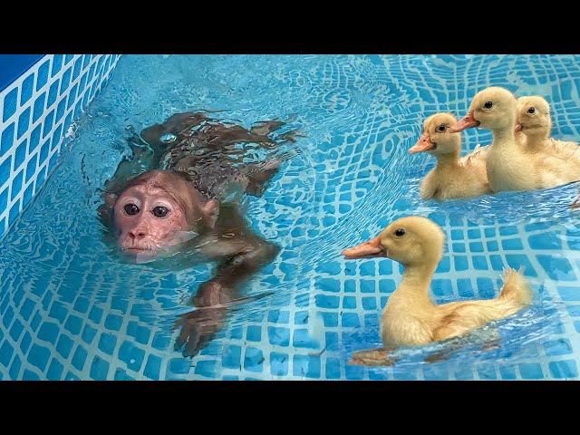 Bibi is loving and wants the duckling to experience his swimming pool!