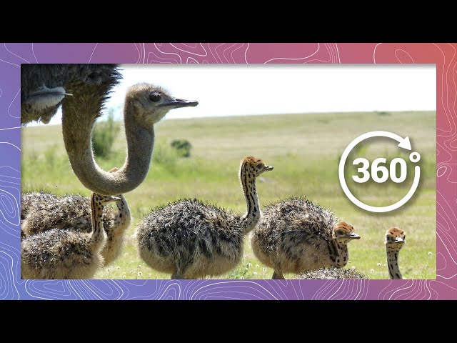 Ostrich Babies in 360 4K (Wildlife and Nature 2018)