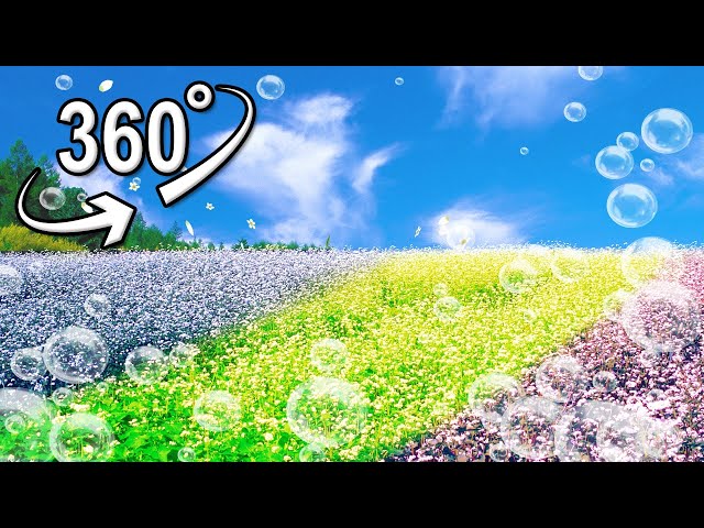 a field full of buckwheat flowers | VR 360°