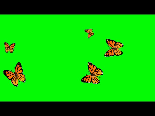 Butterflies Flying Green Screen Footage