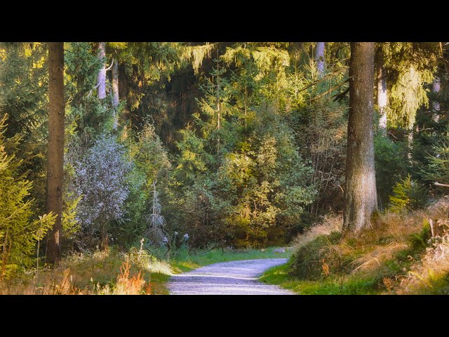 🌳 4K - Relaxing Nature Sounds For Stress Relief, Forest Sounds, Bird Song