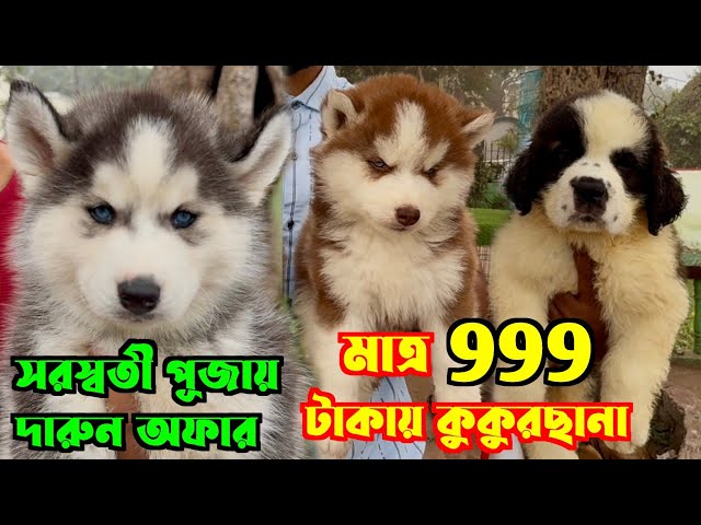 মাত্র 999 টাকায় কুকুরছানা কিনুন! Serampore Pet Market. Dog Market Kolkata.