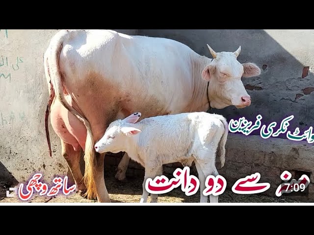 wiat amarcan cow for sale 2 dant|australian fresian cow |cross cow for sale in punjab