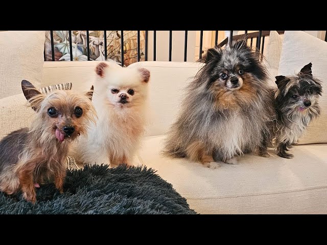 Introducing my wild pack of dogs | Will they eat my breakfast when I leave the room?